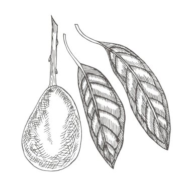 Yapraklı avokado. Tropik yeşil meyve bitkisi.