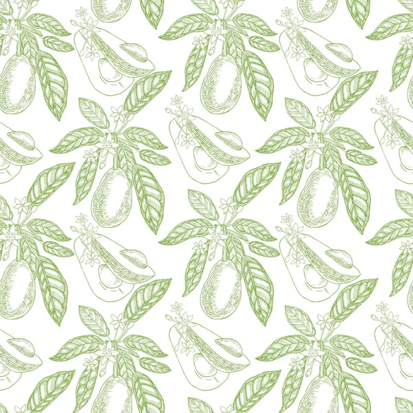 Πράσινο Αβοκάντο Αδιάλειπτη Μοτίβο Λευκό Φόντο Βοτανικές Απεικονίσεις Στυλ Χαρακτικής — Διανυσματικό Αρχείο