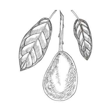 Yapraklı avokado. Tropik bitki.