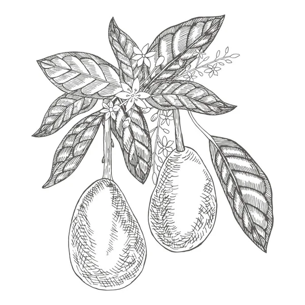 Avocado Auf Einem Ast Botanische Illustrationen Stich Stil Sammlung Handgezeichneter — Stockvektor