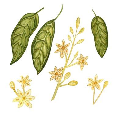 Suluboya. Meyve Seti 'nden uzak dur. Botanik çizimler. El yapımı çiçek ve bitki koleksiyonu. Tropik bitki.