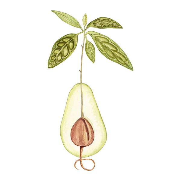 Suluboya Seedling Avokado Botanik Çizimler Yapımı Çiçek Bitki Koleksiyonu Tropik — Stok fotoğraf