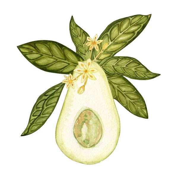 Avocado Aquarel Verzameling Van Met Hand Getrokken Bloemen Planten Een — Stockfoto