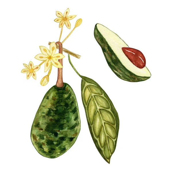 Aquarel Avocado Geïsoleerd Een Witte Achtergrond Tropische Groenblijvende Fruitplant Botanische — Stockfoto