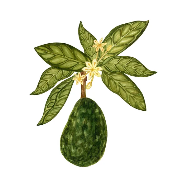 Avocado Met Blad Bloemen Botanische Illustraties Aquarel Verzameling Van Met — Stockfoto