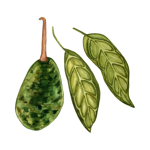 Avocado Met Blad Botanische Illustraties Aquarel Verzameling Van Met Hand — Stockfoto