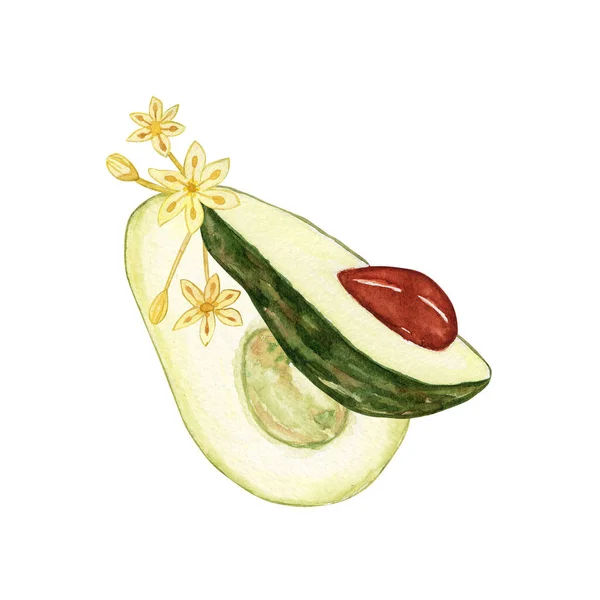 Aquarel Avacado Fruit Set Botanische Illustraties Verzameling Van Met Hand — Stockfoto