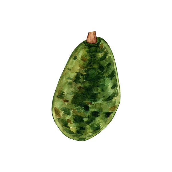 Aquarel Een Foetus Avacado Botanische Illustraties Verzameling Van Met Hand — Stockfoto