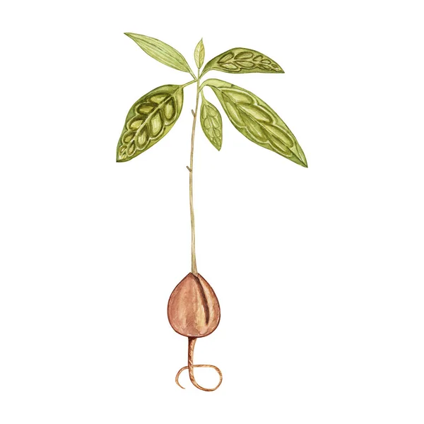 Aquarel Zaaizaad Avocado Botanische Illustraties Verzameling Van Met Hand Getrokken — Stockfoto
