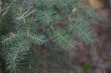 Köknar dalı closeup 2
