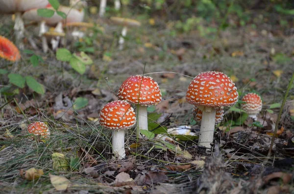 Jovem tóxico Fly Agaric grupo — Fotografia de Stock