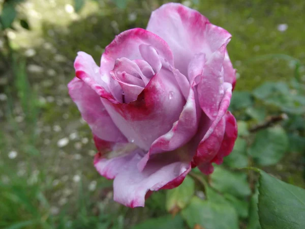 Paarse roos in de lentetuin — Stockfoto