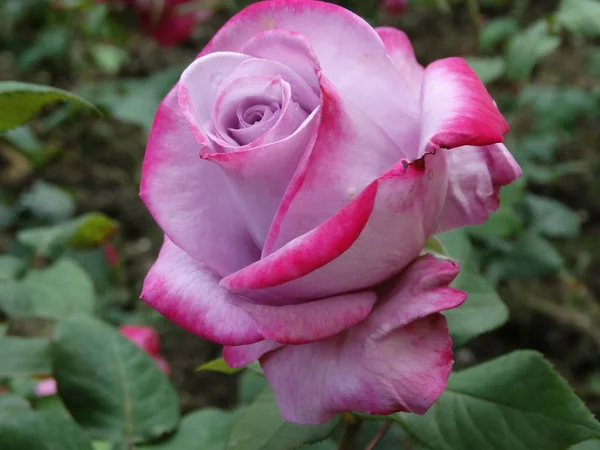 Purpurowa róża w spring garden — Zdjęcie stockowe