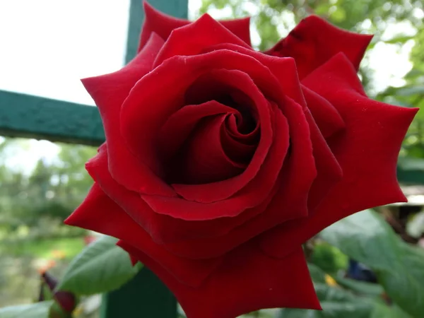 春天花园中的红玫瑰 — 图库照片