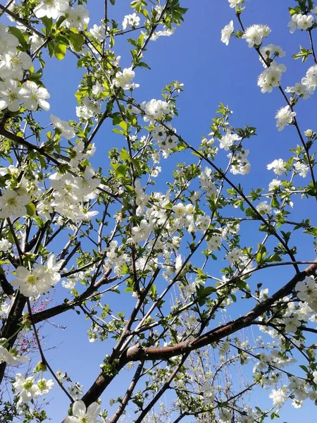 Flores de cereja brancas contra um céu azul — Fotografia de Stock