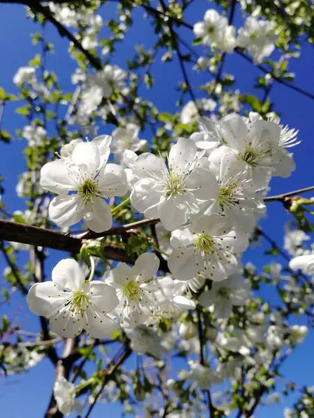 Weiße Kirschblüten vor blauem Himmel — Stockfoto