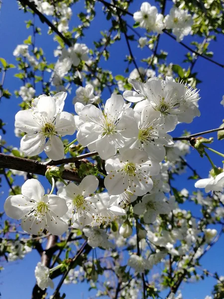 Flores de cereja brancas contra um céu azul — Fotografia de Stock