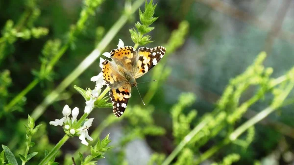 Czerwony Motyl na kwiaty górskie — Zdjęcie stockowe