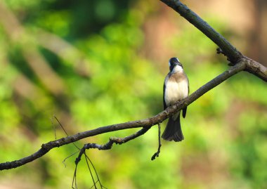 Çin Bulbul Bacalı ışık yeşil arka plana sahip bir ağaç dalı üzerine