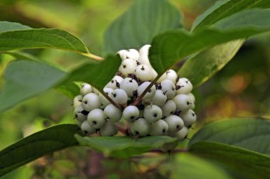 Parkta Snowberry yakın çekim