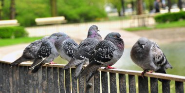 Göl kenarında köprünün korkuluk üzerinde yabani güvercin.