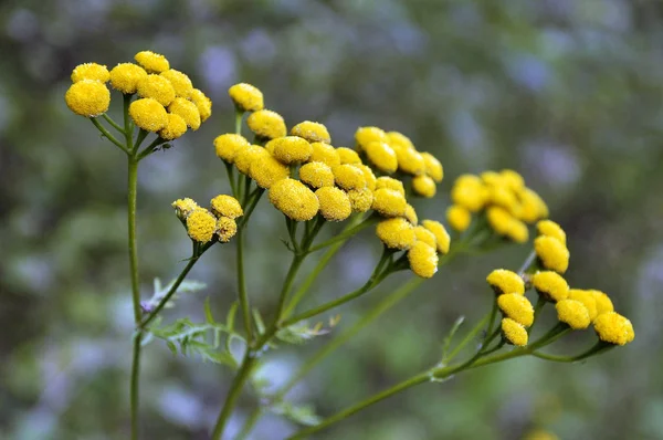 Yellow wildflowers on spring lawn close-up