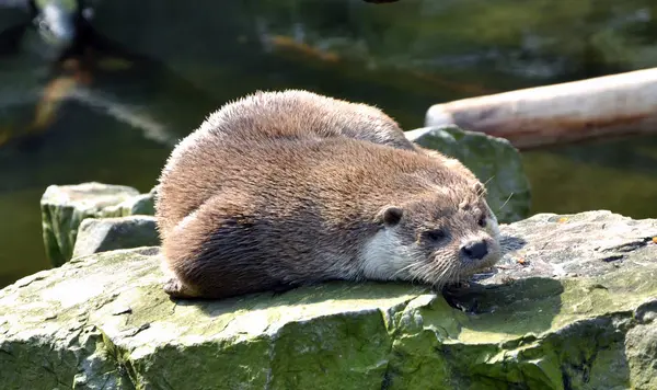 Kürk mühür bir taşa dinleniyor.