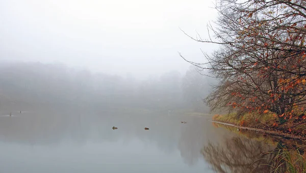 Sonbahar sis göl Park üzerinde