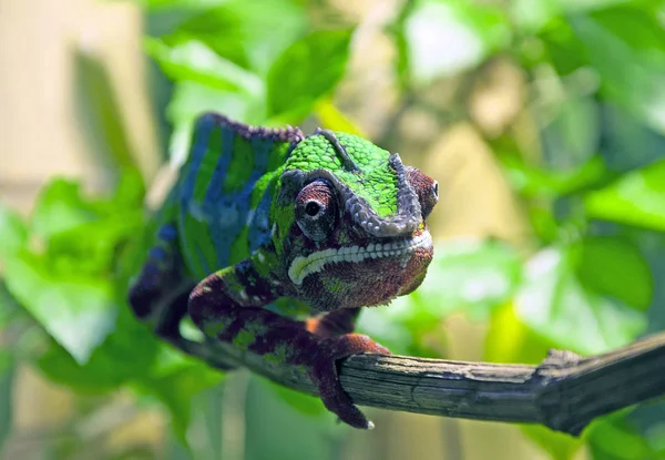 yeşil kertenkele bir dalda oturan.