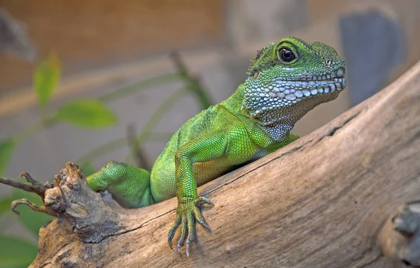 yeşil kertenkele bir dalda oturan.