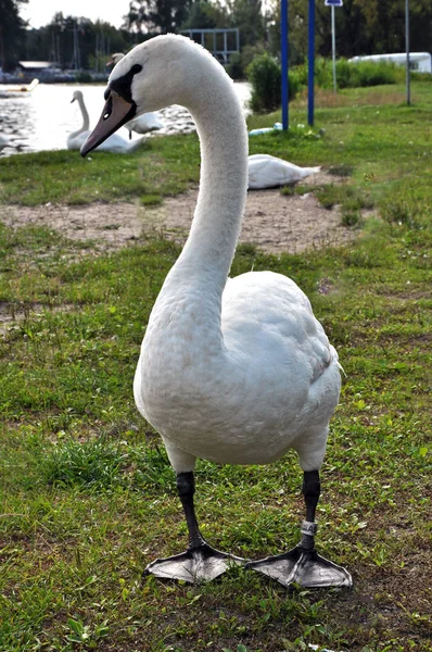 Beyaz Kuğu Gölü beklemede.