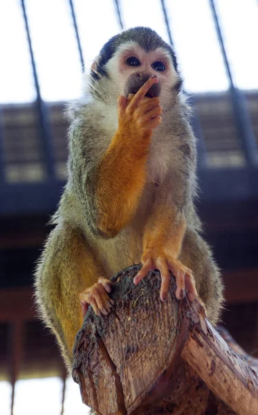 Saimir maymun düşünceli bir göz ile.