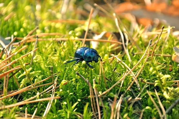 Green Beetle Crawling Grass — Stock Photo, Image