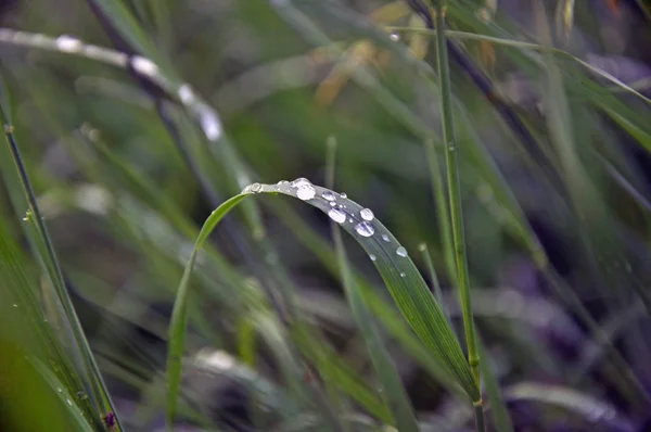Çimlerin üzerindeki çiy damlaları.