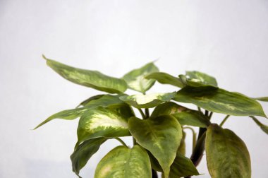 Beyaz bir arka plan üzerinde Dieffenbachia benekli.