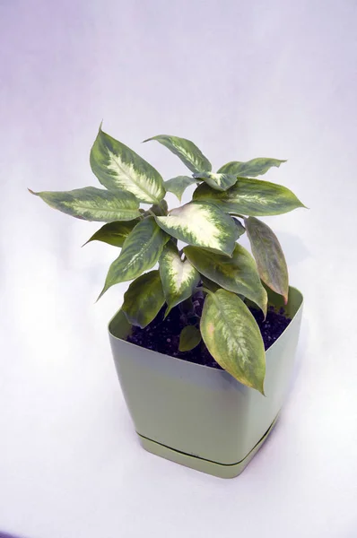 Beyaz bir arka plan üzerinde Dieffenbachia benekli.