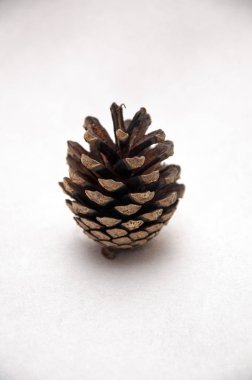 Yosun ve meşe palamutları orman kompozisyon.