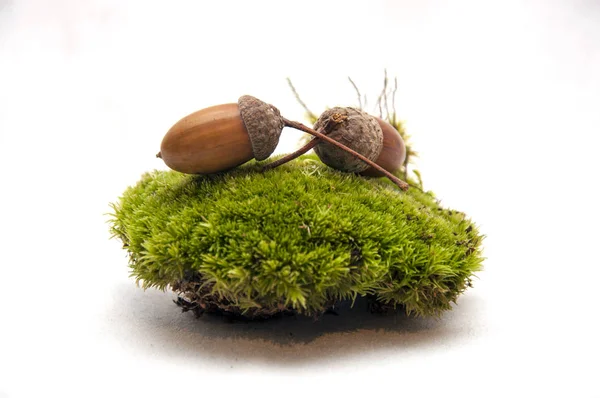 Yosun ve meşe palamutları orman kompozisyon.