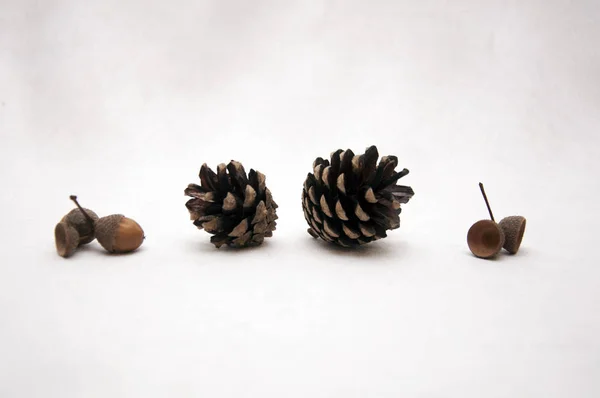 Kurutulmuş hop koniler, çam ve meşe palamutları bileşimi.