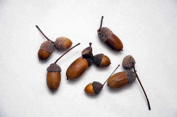 Yosun ve meşe palamutları orman kompozisyon.