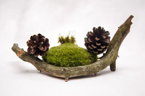 Yosun ve meşe palamutları orman kompozisyon.