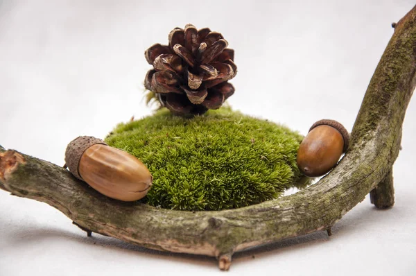 Yosun ve meşe palamutları orman kompozisyon.