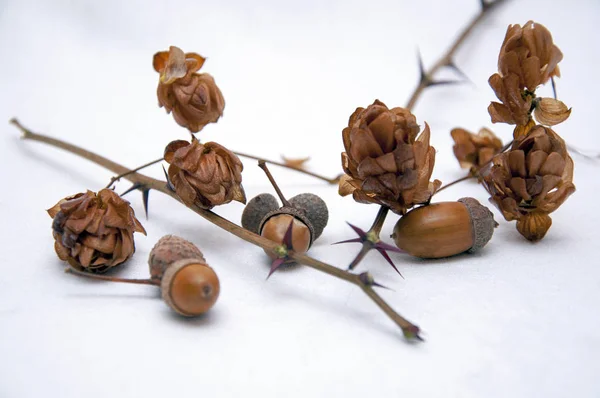 Kurutulmuş hop koniler, çam ve meşe palamutları bileşimi.