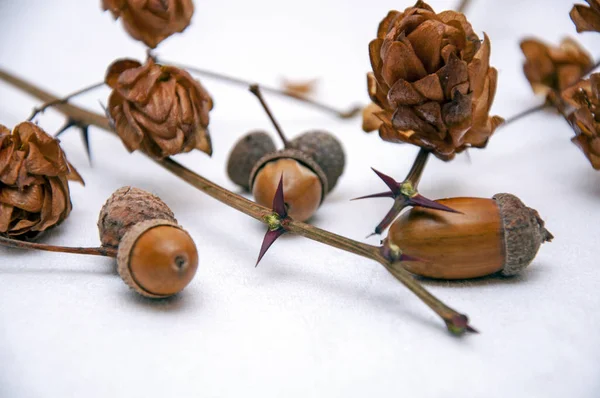 Samenstelling Van Gedroogde Hopbellen Pijnbomen Eikels — Stockfoto