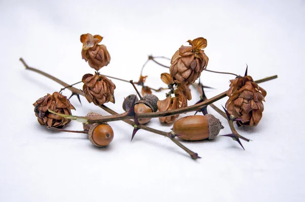 Kurutulmuş hop koniler, çam ve meşe palamutları bileşimi.