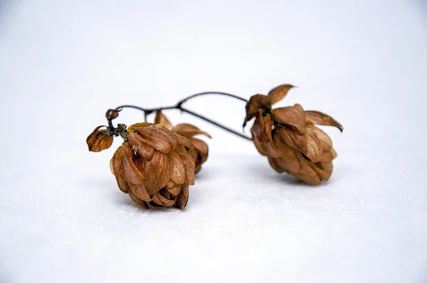 Kurutulmuş hop koniler, çam ve meşe palamutları bileşimi.