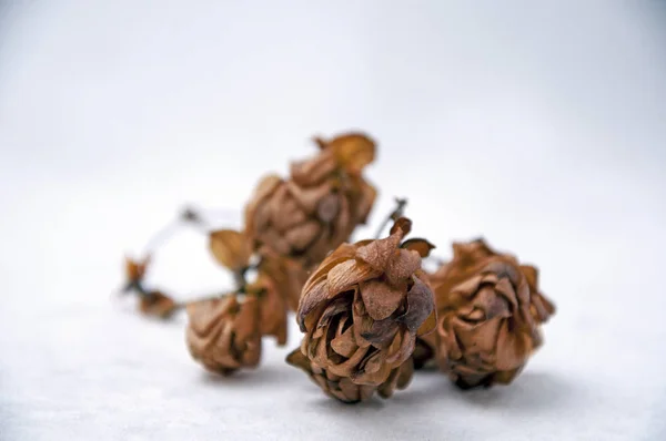 Kurutulmuş hop koniler, çam ve meşe palamutları bileşimi.