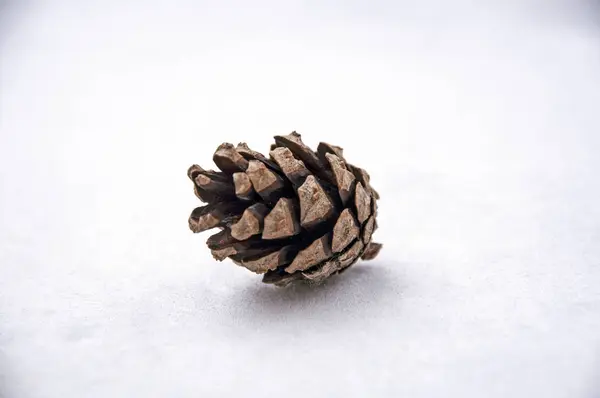 Kurutulmuş hop koniler, çam ve meşe palamutları bileşimi.