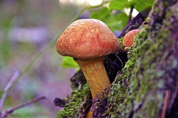 Ağaçta büyüyen mantarlar