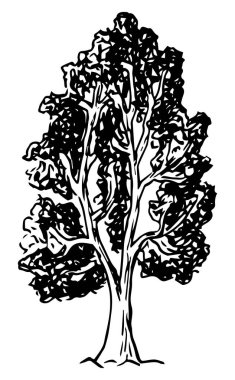 el ile kabataslak bir yaprak döken ağaç vektör çizim